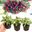 Set of 3 or 6 Large, Outdoor Garden Ready Plants - Fuchsia Bella Lydia (Rose & Violet)