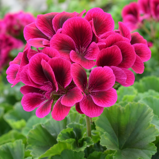 Rounded head of deep rose-pink geranium flowers with darker centres