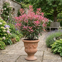 Photinia Fraseri Pink Crispy Plants