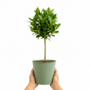 2L Bay Tree, Laurus Nobilis, Evergreen Culinary Herb, Pots