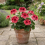 1 Large Plant - Geranium Calliope Red Splash, Outdoor Garden Ready, 2L Pot