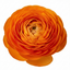Set of 3 or 6 Large, Outdoor Garden Ready Plants - Rannunculus Vortex Orange, 10.5 cm
