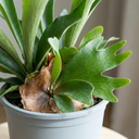 Staghorn Fern Platycerium Bifurcatum Plant (2L Pot)