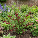 Gooseberry Hinnonmaki Red Bush Plant (2L Pot)