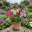 Set of 3 or 6 Large, Garden Ready Plants - Sweet Pea Little Sweetheart Mix, 10.5 cm