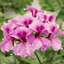 Set of 3 or 6 Large Plants - Geranium Tornado Pink, Ready to Plant in Your Garden