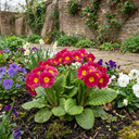 Primrose Strawberry Plants (Set of 3 or 6)