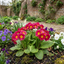 Set of 3 or 6 Large Plants - Primrose Strawberry, Ready to Plant in Your Garden, Peat Free