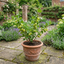 1 Gooseberry Invicta Bush, Hardy Self Fertile Fruit Plant, Easy Grow Disease Resistant, 2 Litre Root Ball