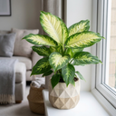 Dieffenbachia Camilla Dumb Cane Plants