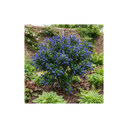 Ceanothus Victoria Plants