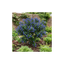 1 Ceanothus Victoria Plant, Hardy Evergreen Blue Flowering Shrub, Outdoor Garden Ready, 3 Litre Root-Ball