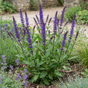 Salvia Caradonna Plants