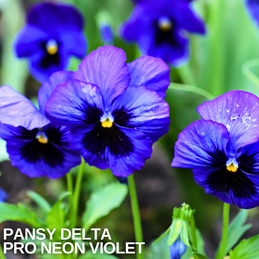 Deep violet-blue pansies with dark centre blotches and yellow eyes
