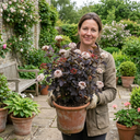 Physocarpus Diabolo Ninebark Plants