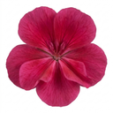 Geranium Calliope Deep Rose Plant (2L Pot)
