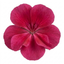 1 Large Plant - Geranium Calliope Deep Rose, Outdoor Garden Ready, 2L Pot