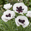 3 Papaver Orientale Royal Wedding Poppy Plants, Garden Ready Hardy Perennial, 1 Litre Root Ball