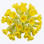 Set of 3 or 6 Primula veris Pure Yellow Hardy Perennial Plants, Spring Flowering, Outdoor Garden Ready, Root-Ball