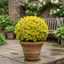 1 Pittosporum Tenuifolium Golden Ball, Hardy Evergreen Shrub for Garden, 3 Litre Root Ball