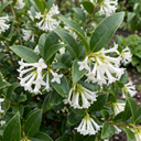 Osmanthus Burkwoodii Plants (Set of 3 or 6)