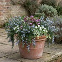 Rosemary ‘Blue Winter’ Herb Plants (Set of 3 or 6)