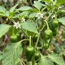 Padron Variety Plants (Set of 3 or 6)