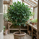 Ficus Moclame Indian Laurel Fig Plant (5L Pot)