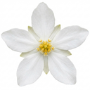 Choisya Goldfinger Plants