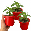 Sweet Pepper 'Liberty Belle' – Golden Bell Pepper (Set of 3 or 6)