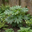 1 Fatsia Japonica Japanese Aralia Plant, Hardy Evergreen Shade Loving Shrub, 7.5 Litre Root-Ball