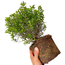 1 Large, Garden Ready Plant - Hebe Little Leaves Red (Shrubby Veronica), 2L Pot