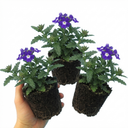 Trailing Verbena Blue Eye Plants (Set of 3 or 6)