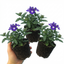 Set of 3 or 6 Trailing Verbena Blue Eye Plants, Summer Flowering Hanging Basket Ready, Outdoor Garden Ready, 10.5cm Root-Ball