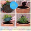 7 Colour Coordinated Plants - Berry Swirl Theme Speedplanter, Garden Ready