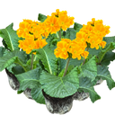 Polyanthus Orange Plant