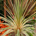 Cordyline Torbay Dazzler Plant
