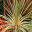 1 Large Plant - Cordyline Torbay Dazzler, Ready to Plant in Your Garden