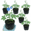 Set of 3 or 6 Delphinium Pacific Giants Blue Bird Hardy Perennial Plants, Tall Cottage Garden Flowers, Outdoor Garden Ready, 1 Litre Root-Ball