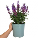 Salvia Sangoons Plum Crazy Plant (5L Pot)