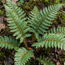 Japanese Tassel Fern Polystichum Polyblepharum Plants (Set of 3 or 6)