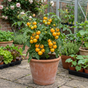 Tomato Golden Sunrise Variety Plants (Set of 3 or 6)