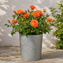 3Ltr Orange Patio Rose Plant, Hardy Bush, Nursery Pots