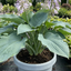 1 Hosta Blue Mammoth Plant, Large Outdoor Garden Ready Hardy Perennial for Shade, 17cm/2 Litre Root Ball
