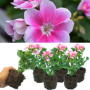 Geranium Toscana Linus Plants (Set of 3 or 6)