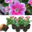 Set of 3 or 6 Large Plants - Geranium Toscana Linus, Ready to Plant in Your Garden