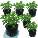 Moroccan Mint Herb Plants (Set of 3 or 6)