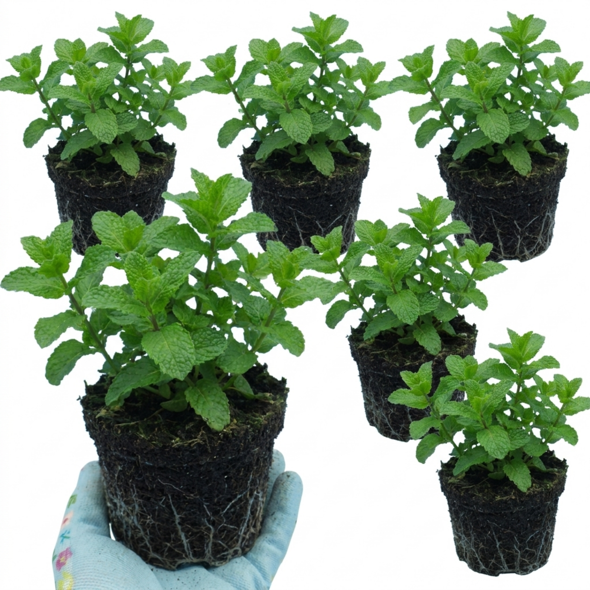 Moroccan Mint (Mentha spicata) – Hardy Perennial Herb (Set of 3 or 6)