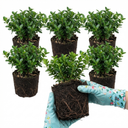 Euonymus Microphyllus Hardy Evergreen Shrub Plants (Set of 3 or 6)