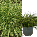 Carex Evercream Ornamental Grass Plants